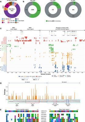 Broadly Neutralizing Antibodies to SARS-CoV-2 Provide Novel Insights Into the Neutralization of Variants and Other Human Coronaviruses